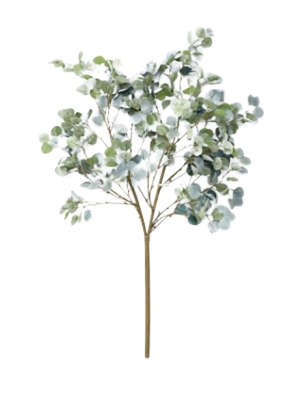 Oversize Silver Dollar Eucalyptus Branch
